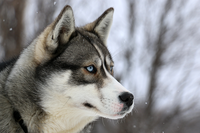 Foto de perfil de Omar sobre Husky adulto