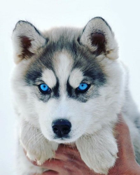 Foto de muestra de Omar sobre Husky cachorro