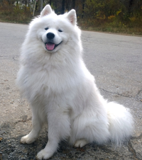 Foto de perfil de Alba sobre Samoyedo